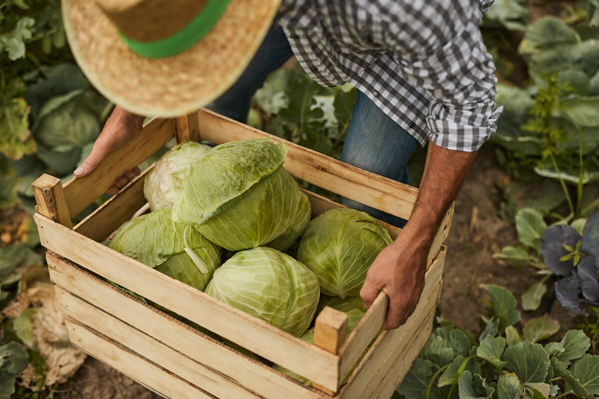 anonymous-farmer-carrying-box-of-cabbage-EG7YAFE.jpg